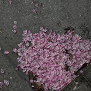 4i小狗哭唧唧视频
