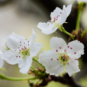 岳每晚被弄得嗷嗷叫高潮九色
